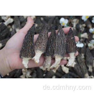 2018 gesunde Lebensmittel getrocknete Morchel Pilz Morchella